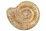 Polished Jurassic Ammonite (Perisphinctes) - Madagascar #273701-1